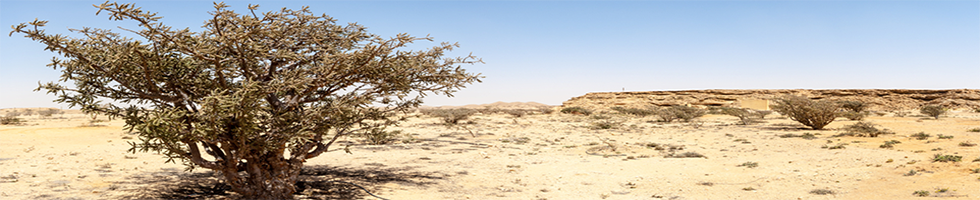 Frankincense Boswellia Tree